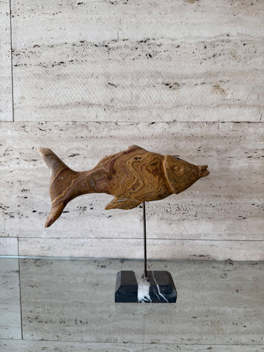 Curious fish